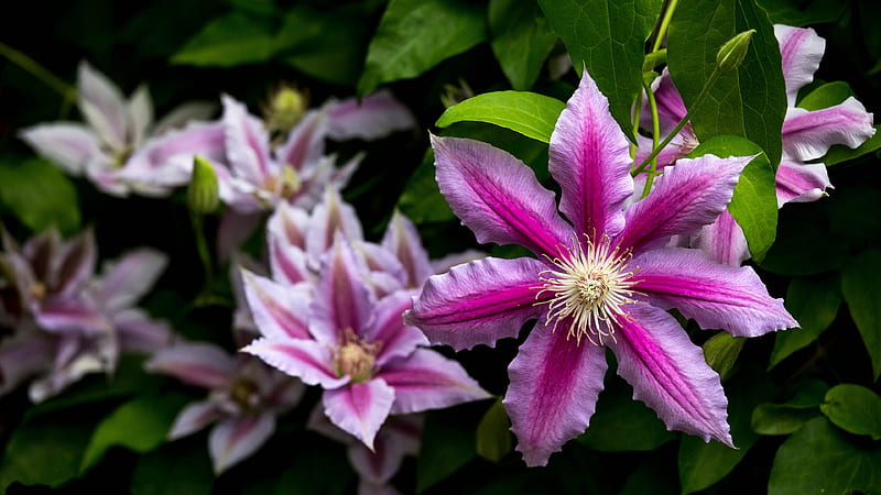 Closeup Leafed Clematis Flowers Flowers, HD wallpaper
