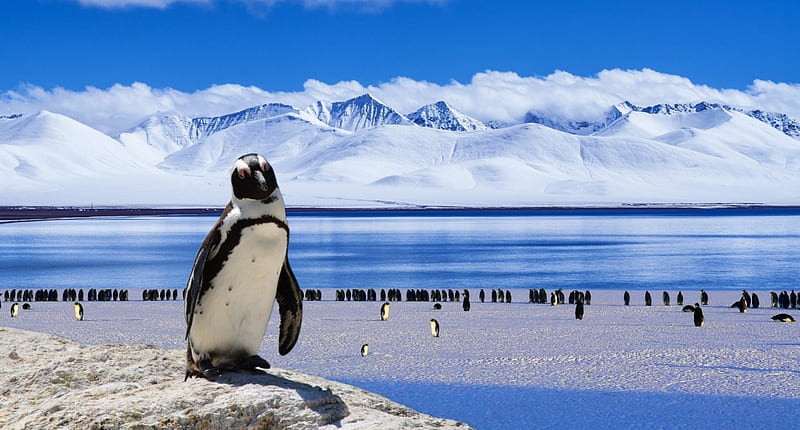King of the Penguins!, bird, fish, penguin, nature, animal, HD wallpaper