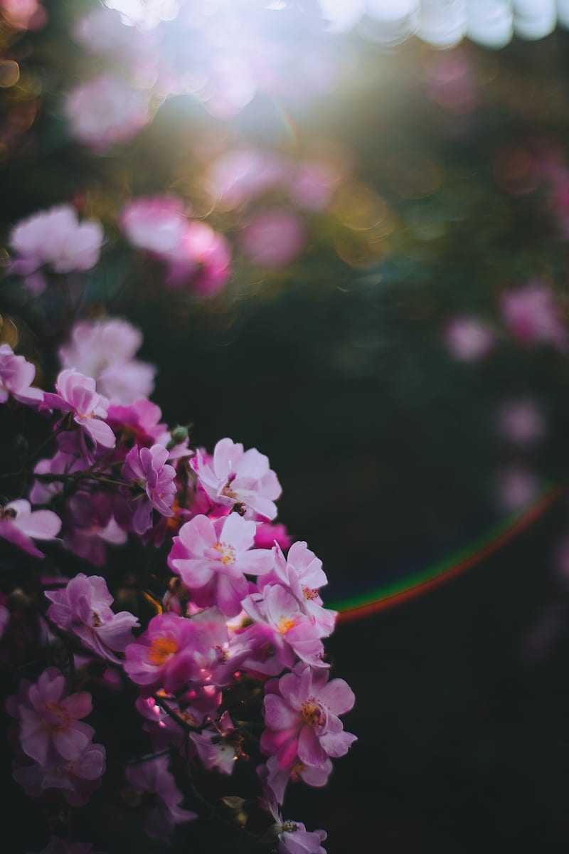 flowers, pink, macro, glare, blur, HD phone wallpaper