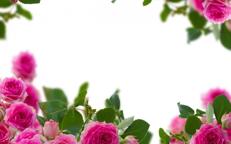 Roses, green, rose, frame, flower, white, pink, card, HD wallpaper