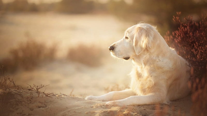 *Loyal Friend*, sand, golden, sunny, Golden Retriever, dog, sea, HD wallpaper