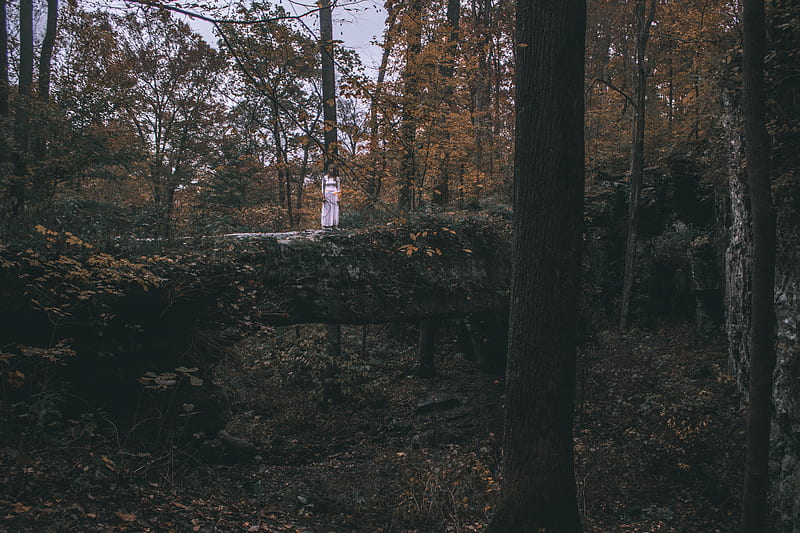 person standing on a fallen tree inside a woodland, HD wallpaper
