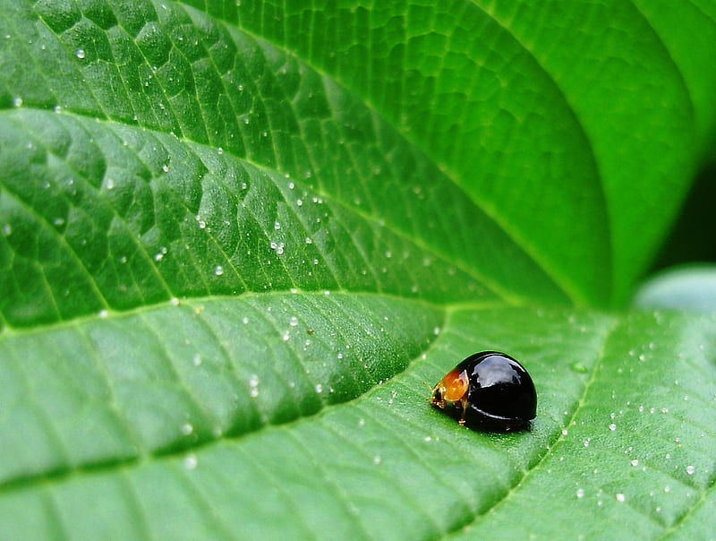 black lady bug, leaves, green, black, lady bug, ladybird, HD wallpaper
