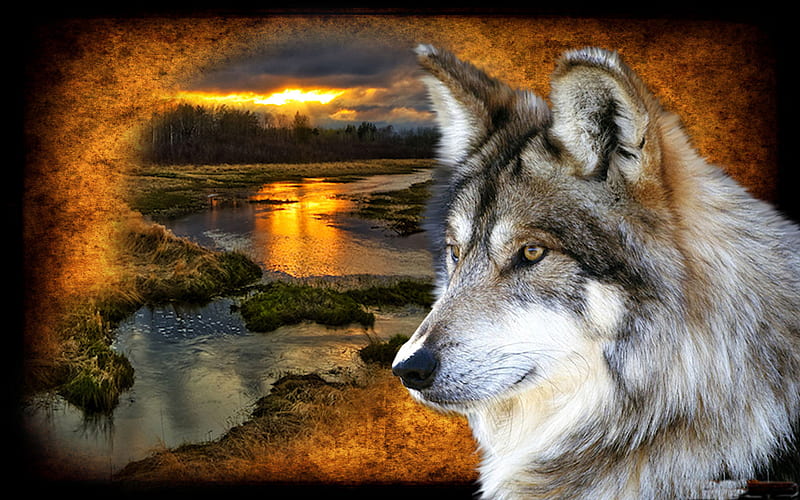 Sunset Wolf, grey wolf, colage, sunsetwolf, HD wallpaper
