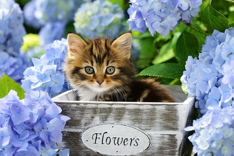 Kitten in flowerpot, pretty, kitty, flowerpot, bonito, adorable, cat, sweet, cute, flowers, garden, kitten, HD wallpaper