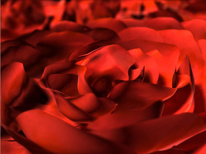 velvety rose, red, rose, flower, color, nature, HD wallpaper