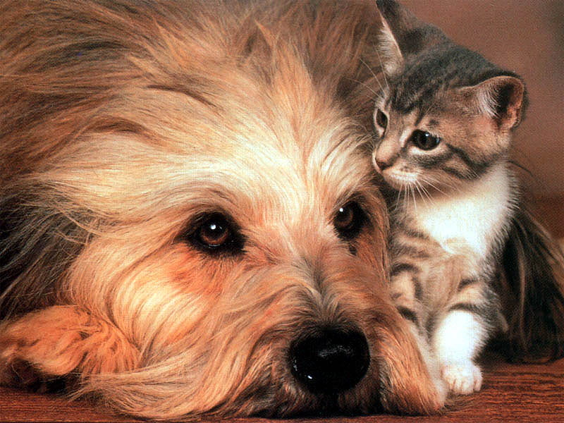 Not You and Me, but US ;), wonderful, me, lovely, together, os, bonito, cat, friendship, siempre, soul, sunshine, kitten, us, animals, dog, HD wallpaper