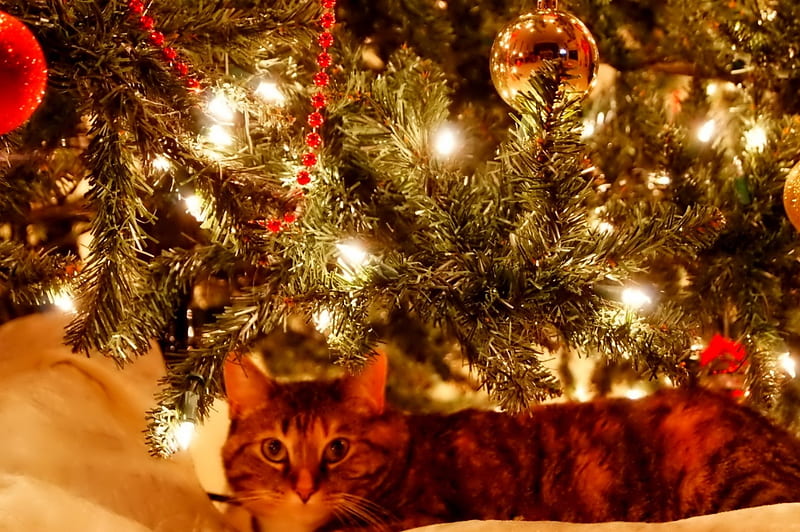 Christmas cat, pretty, bonito, sweet, beauty, face, sleepy, animals, lovely, kitty, cat, sleeping, cat face, hat, cute, paws, cats, kitten, HD wallpaper