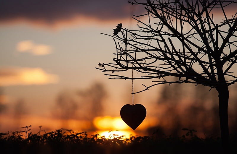 A Heart 4U, NATURE, TREE, SUNSET, HEART, HD wallpaper