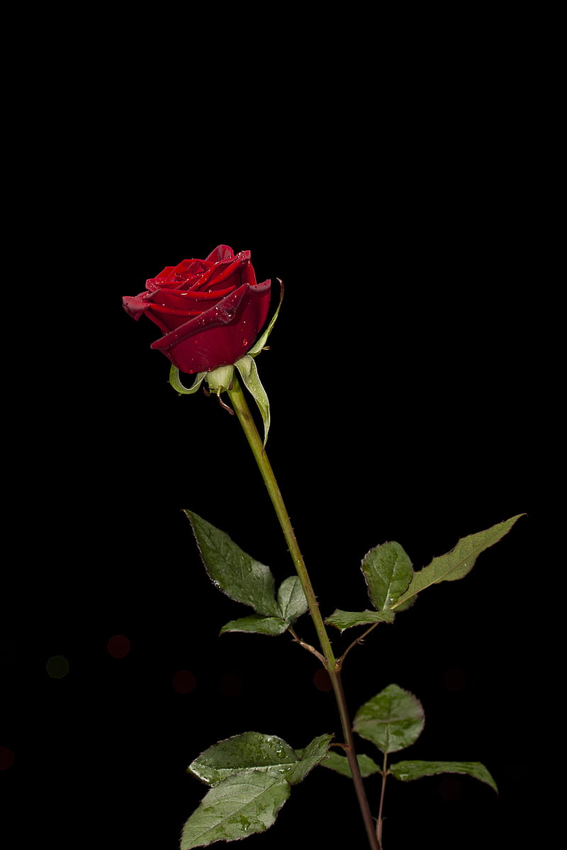of Red Rose, HD phone wallpaper