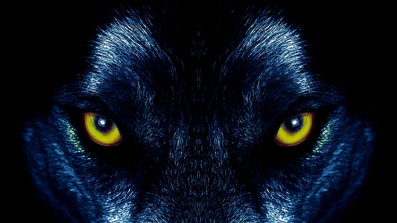 wolf, eyes, predator, sight, HD wallpaper