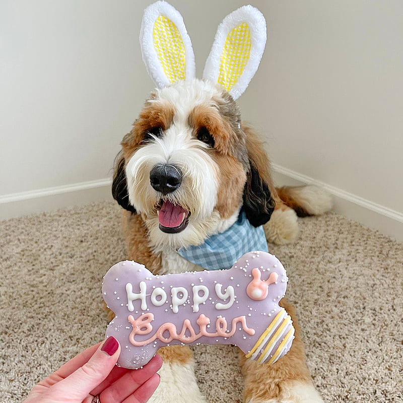 Easter + Egg Hunt Cookie Box Bundle. Easter Dog Cookies – Wüfers, Cute Easter Dog, HD phone wallpaper