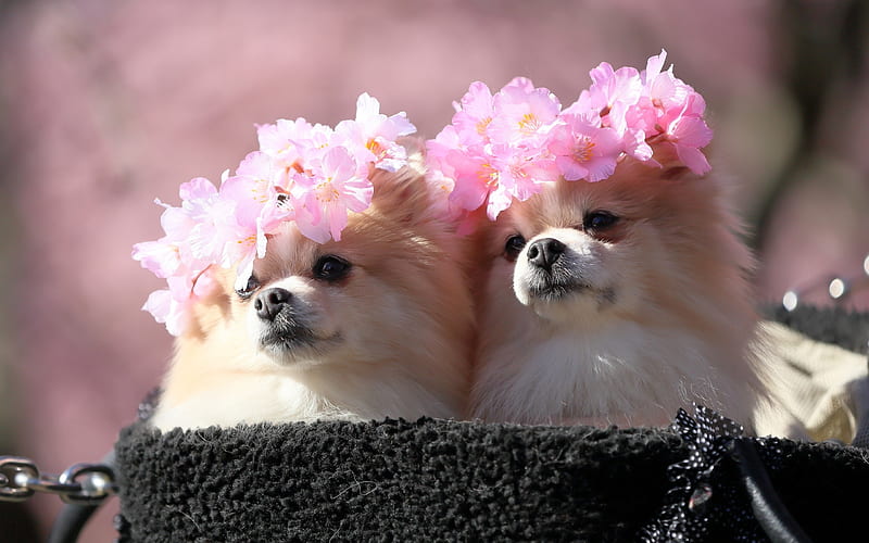Pomeranian Spitz, flowers, dogs, Spitz, cute animals, pets, Pomeranian, HD wallpaper