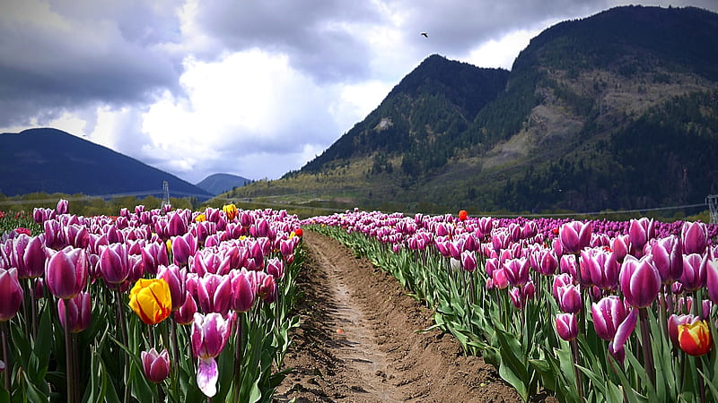 Colorful Tulips Growing in the Foothills, row, mountains, foothills, tulips, nature, clouds, sky, HD wallpaper