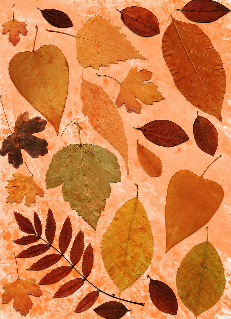 brown and beige leaves on brown soil, HD phone wallpaper