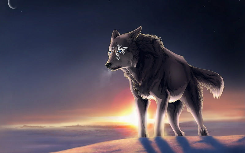 Lone Wolf, cool, wolf, lone, animal, HD wallpaper | Peakpx