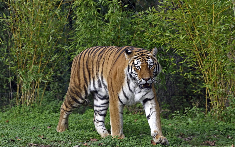 Amur tiger, wildlife, predator, bushes, tiger, grass, HD wallpaper