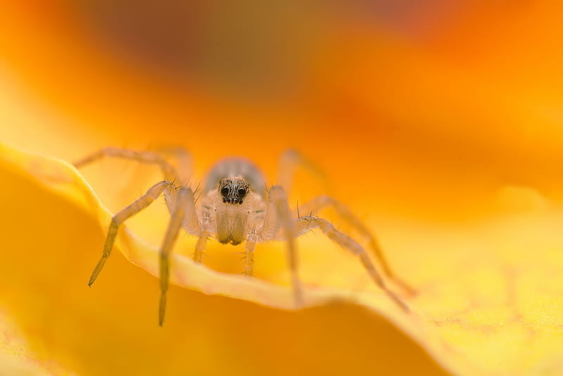 Spiders, Spider, Insect, Macro, HD wallpaper
