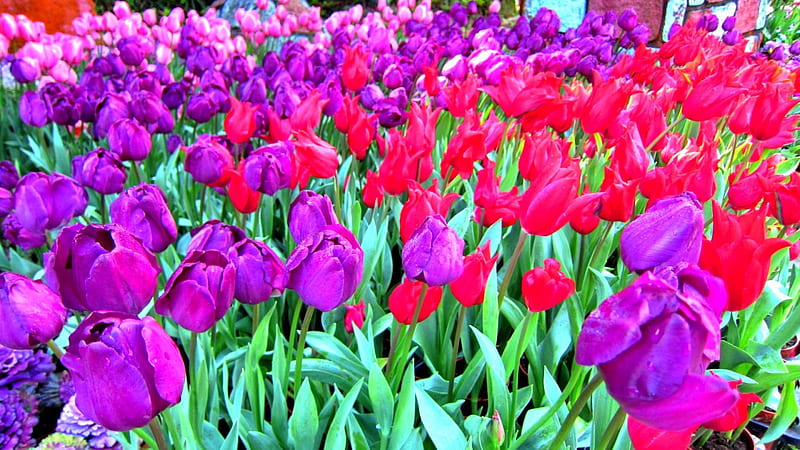 Beautilful Tulips, colors of nature, colorful, forces of nature, lily family, splendor, green, flowers, garden, nature, tulips, HD wallpaper