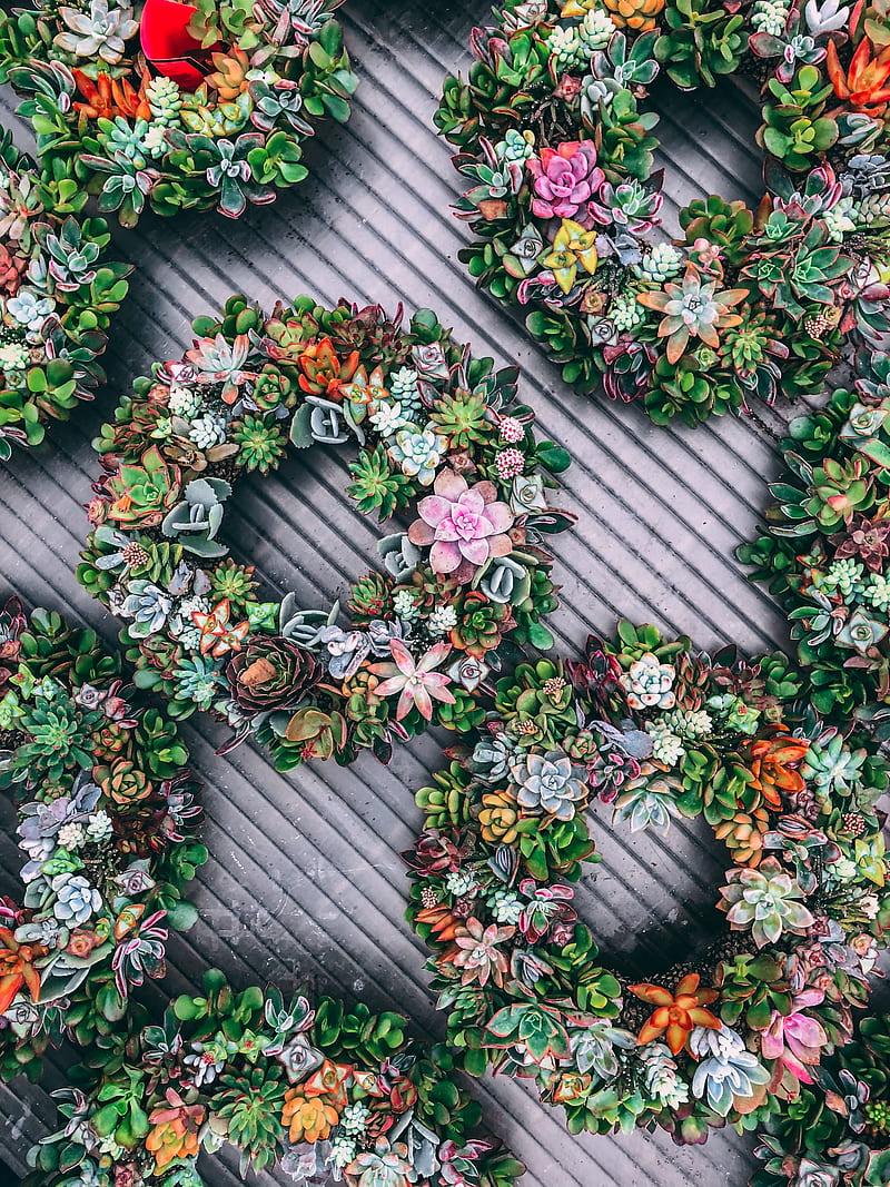 green round succulent plants, HD phone wallpaper