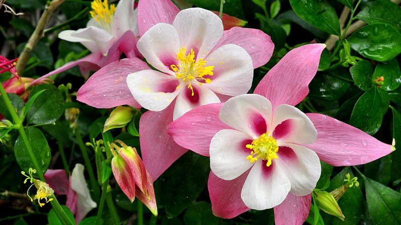 Aquilegia Flowers, aquilegia, flowers, nature, white, pink, HD wallpaper