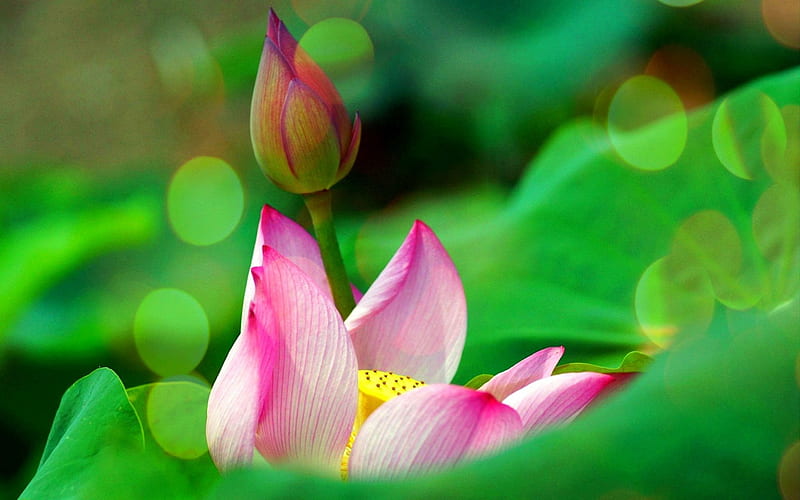 ✿⊱•╮Success╭•⊰✿, pretty, lotus pads, lotus, lovely, bloom, colors, bonito, love four season, creative pre-made, bud, graphy, love, flowers, nature, HD wallpaper