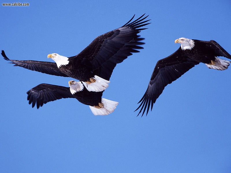 águilas calvas en vuelo, águilas, alas, vuelo, pájaros, animales, Fondo de  pantalla HD | Peakpx