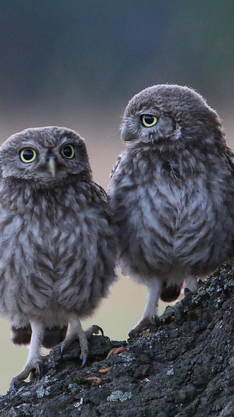 Owl pair , owl pair, bird, love, HD phone wallpaper