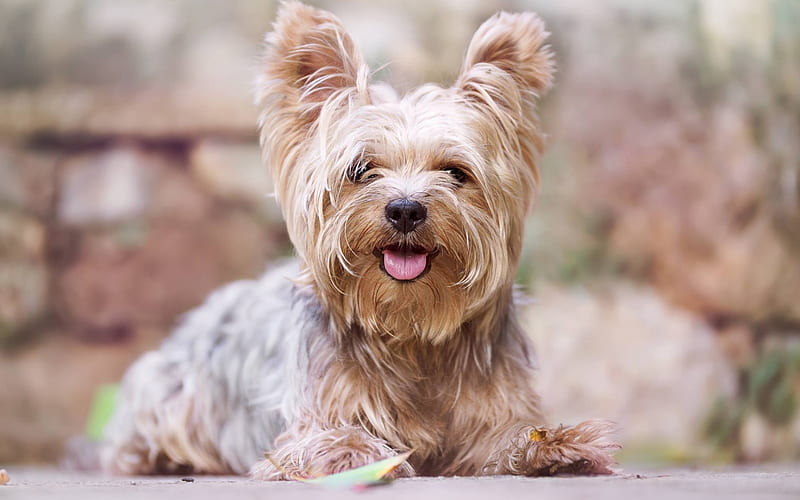 Yorkshire Terrier, cute animals, little dog, puppy, furry dog, HD wallpaper