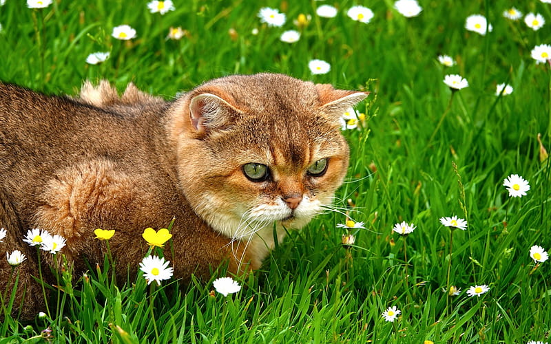 ginger cat, green grass, cute animals, domestic cat, British short-haired cat, HD wallpaper