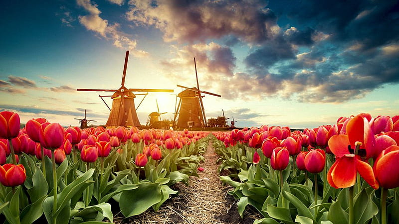 Spring in the Netherlands, tulips, windmills, flowers, blossoms, clouds, sky, HD wallpaper
