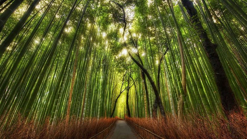 bamboo forest, pretty, forest, woods, bonito, trees, sky, tall, green, nature, light, HD wallpaper
