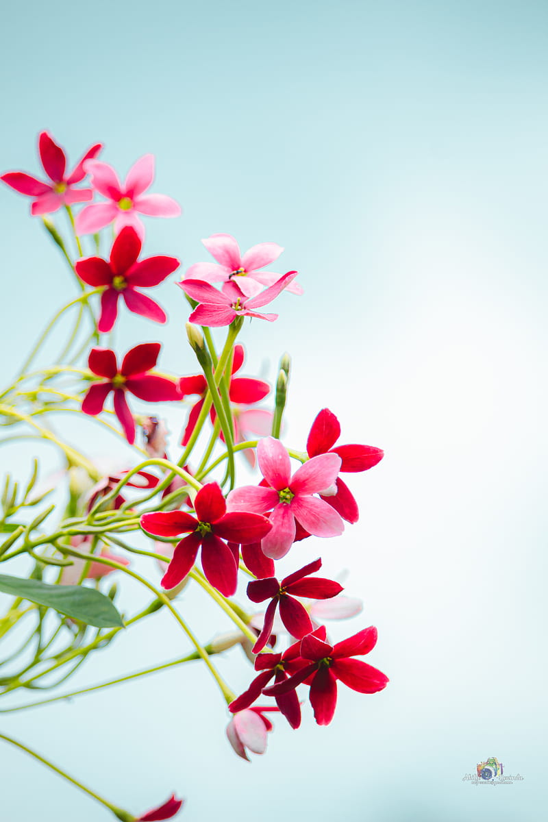 Flower Bloom Nature - Free photo on Pixabay - Pixabay