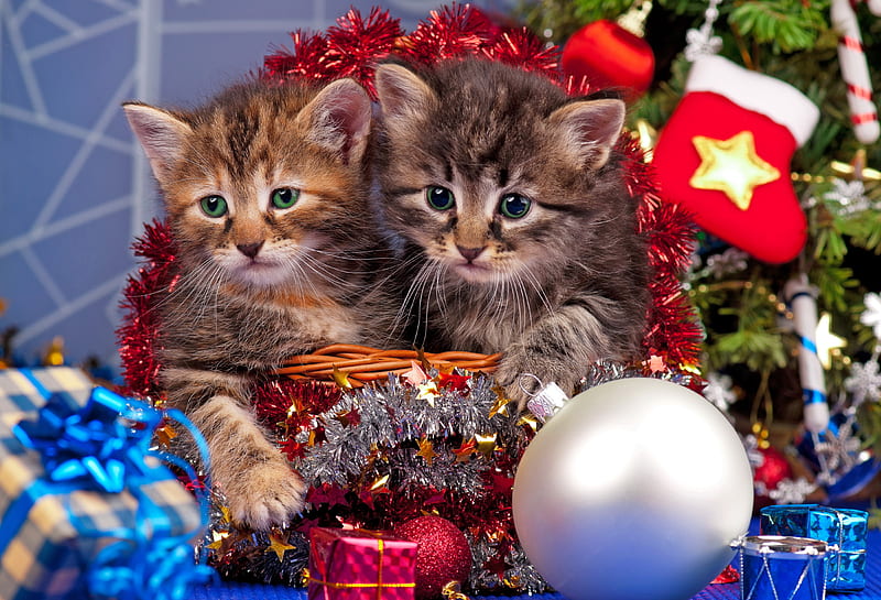 Christmas kittens, pretty, colorful, fluffy, adorable, sweet, toys, friends, playing, holiday, christmas, decoration, kitty, kittens, new year, winter, cute, presents, funny, cats, HD wallpaper