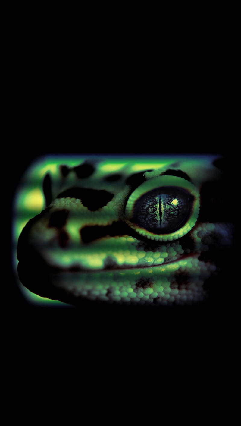 Gecko, gfsd, HD phone wallpaper