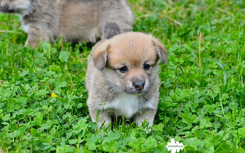 Welsh Corgi Cardigan puppy, cute animals, green grass, small dog, HD wallpaper