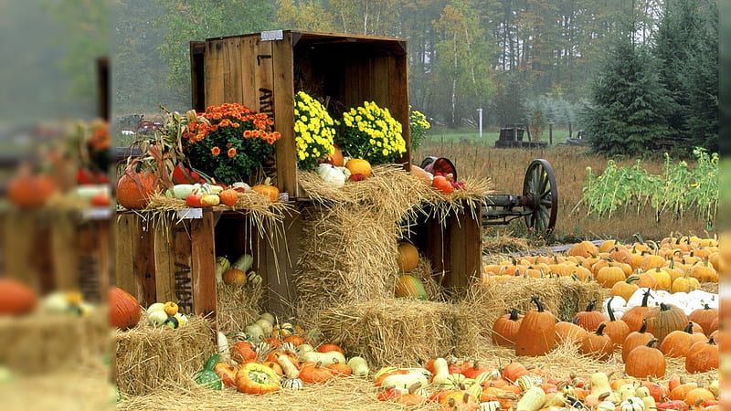 Pumpkin Harvest, harvest, straw, pumpkin, boxes, flowers, hay, HD wallpaper