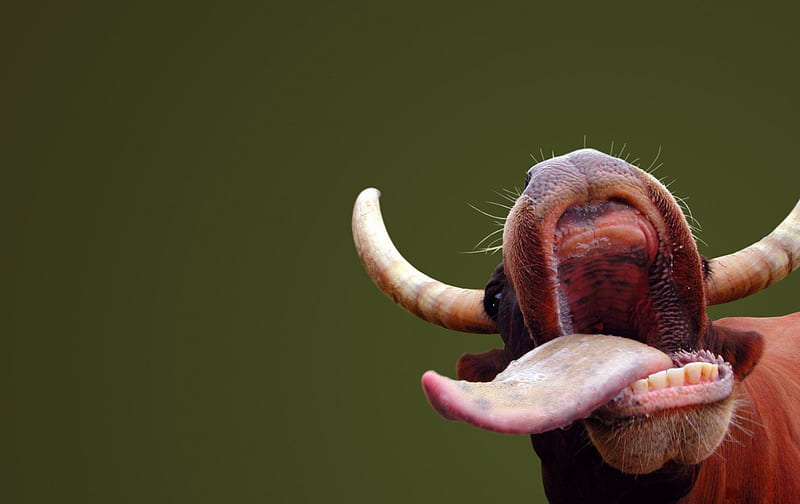 Buffalo Desktop Hd Wallpaper 4k