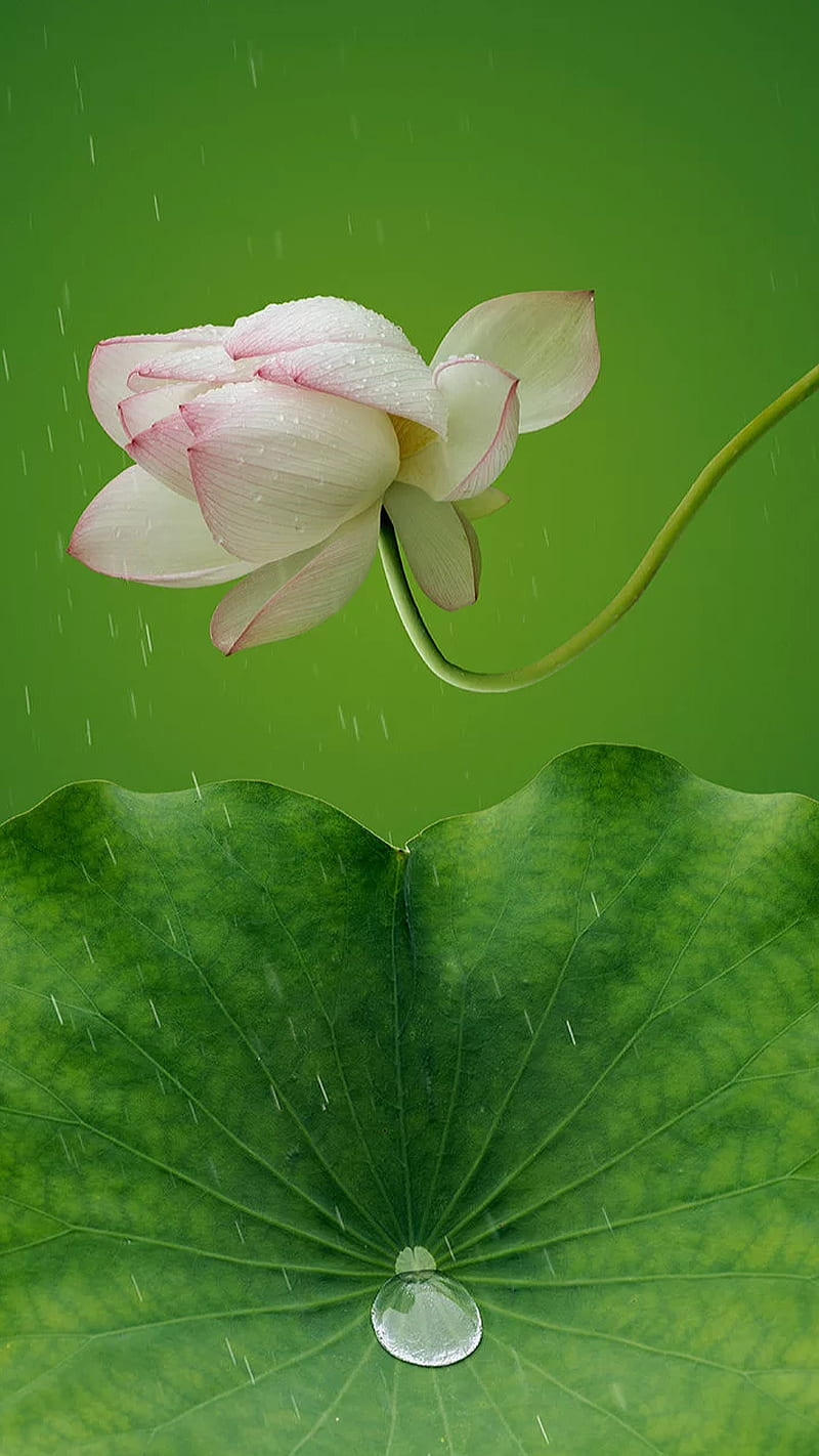 Lotus, drops, flower, green, leaf, water, HD phone wallpaper