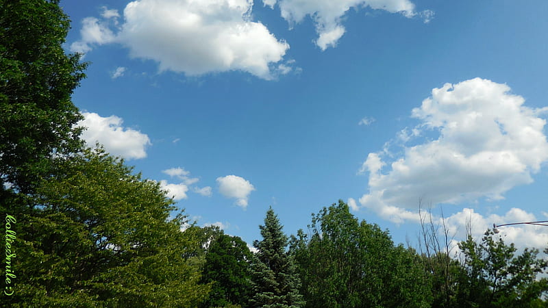 Blue Skies for America..., skies, blue sky, clouds, trees, evergreens, HD wallpaper