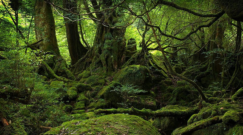 Yakushima, japan, forest, rock, grass, trees, leaves, limbs, moss, vines, day, nature, light, HD wallpaper