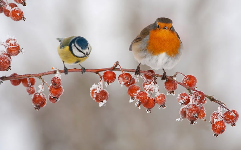 Titmouse and Robin, red, orange, robin, yellow, branch, titmouse, winter, bird, berry, frozen, blue, HD wallpaper
