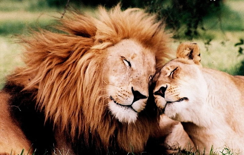 True Love, bonito, lion, animals, love, HD wallpaper