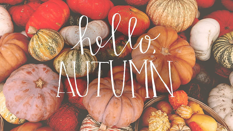 Hello Autumn Word In Colorful Pumpkins Background October, HD wallpaper