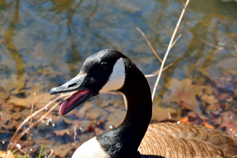 Duck Warning!, geese, duck, duck warning, canadian geese, goose, canadian goose, HD wallpaper