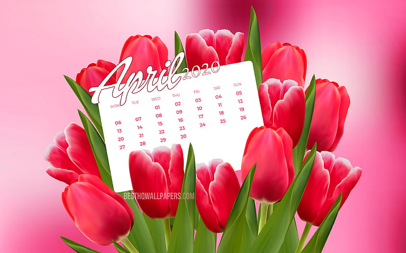April 2020 Calendar, pink tulips, 2020 calendar spring calendars, April 2020, creative, pink backgrounds, April 2020 calendar with tulips, 2020 April Calendar, Calendar April 2020, artwork, 2020 calendars, HD wallpaper