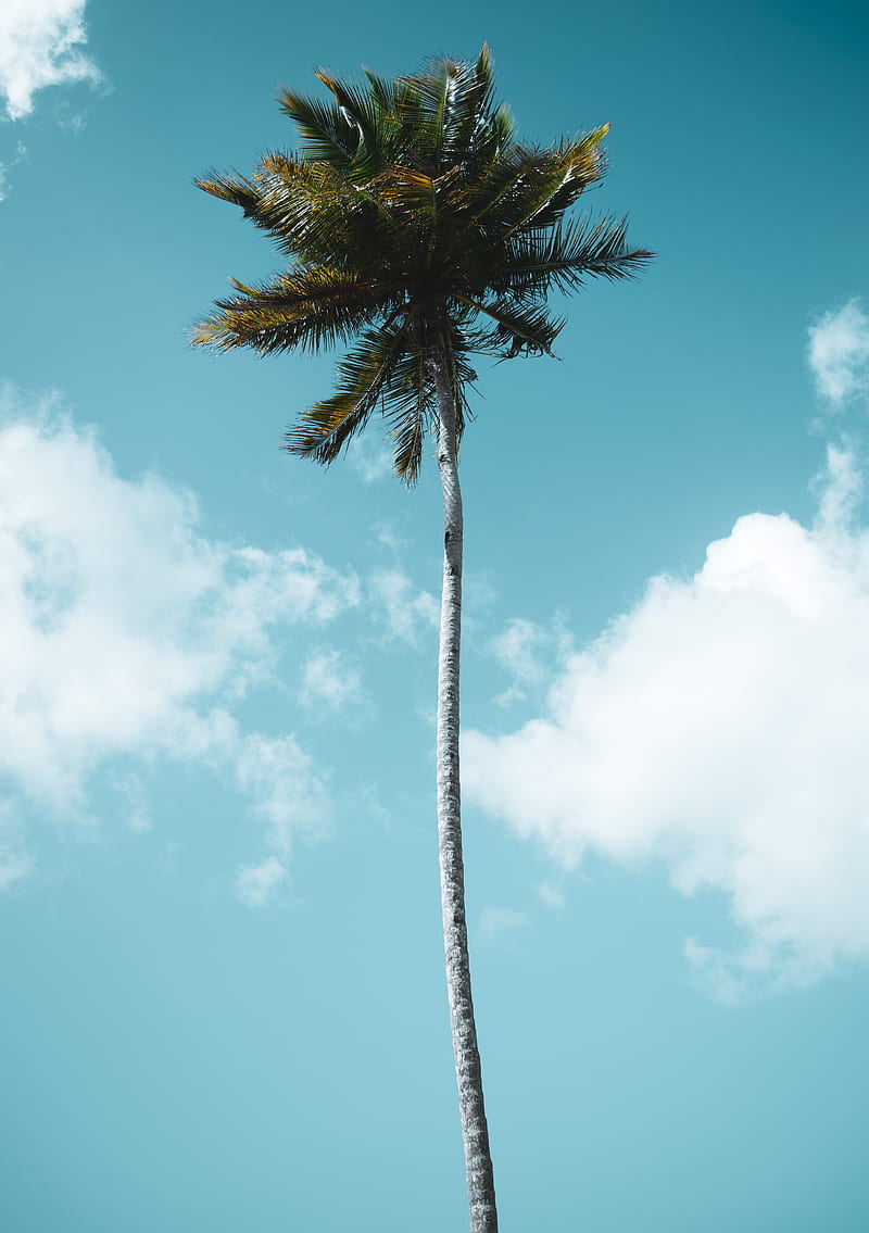 palm, tree, tropics, sky, clouds, HD phone wallpaper