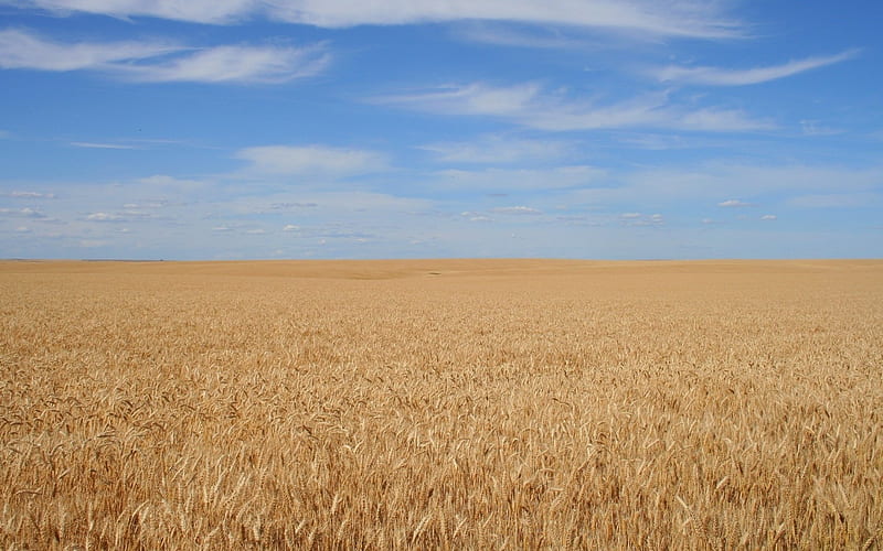 Barley field, skies, harvest, barley, field, crops, HD wallpaper