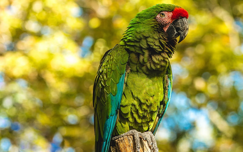 Great green macaw, great military macaw, green parrot, beautiful green bird, South America, macaw, parrots, HD wallpaper