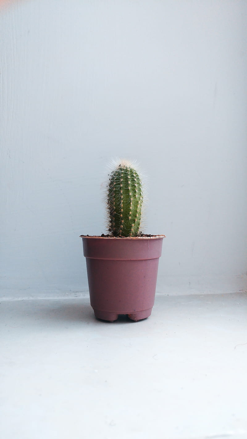 cactus, houseplant, white, pink, HD phone wallpaper